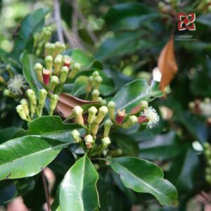 Clove Leaf