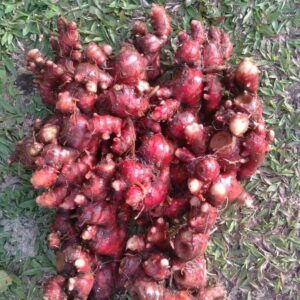 Red Ginger